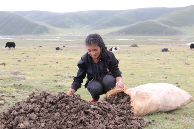 Mädchen mit Yak-Dung